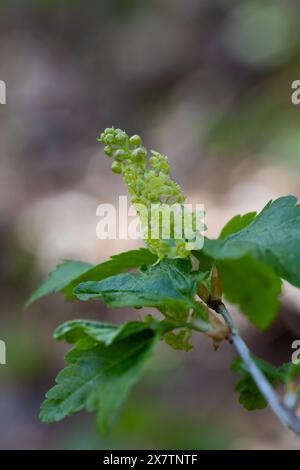 Alpine currant flowering Stock Photo