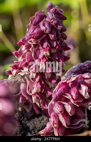 Toothwort Root Toothwort, Lathraea squamaria blooming plant - parasite, parasitic on ...