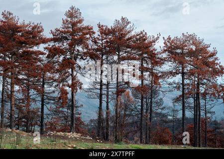 Burnt pine trunk with red needle leaves. Legarda, Navarre, Spain. Europe. Stock Photo