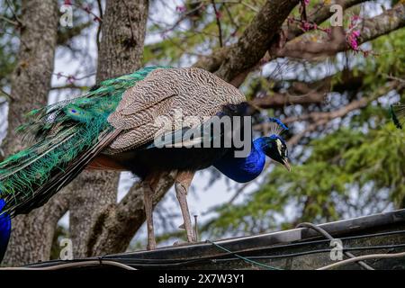 A peacock roams the terraced gardens at the La Casa del Rey Moro or House of the Moorish King in Ronda, Malaga Province, Spain.The house museum and gardens feature a 14th century mine used to draw water from the river safely during sieges. Stock Photo