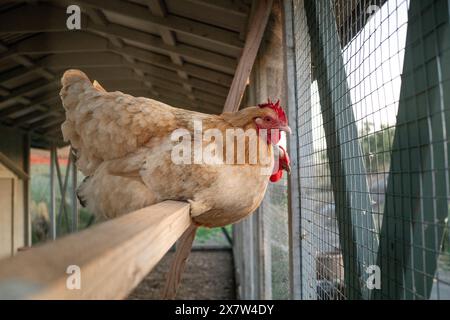 Chickens on roosting on perch in coop Stock Photo