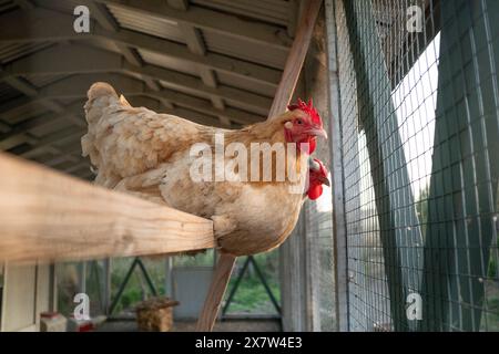 Chickens on roosting on perch in coop Stock Photo