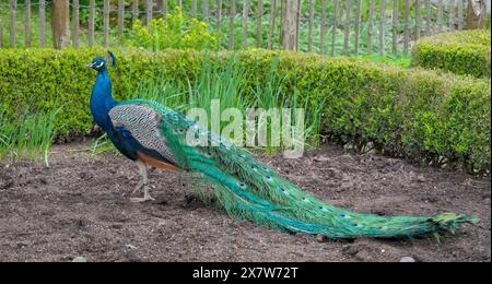 a very beautiful, vibrant, blue peacock standing in a garden Stock Photo