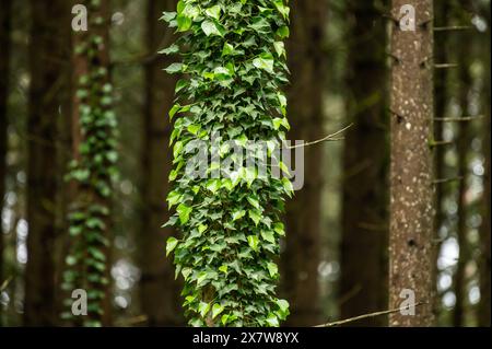 Efeu wchst in einem Waldstck um einen Nadelbaum herum. Rottweil  Baden-Wrttemberg Deutschland *** Ivy growing around a conifer in a wooded  area Rottweil Baden Wrttemberg Germany Stock Photo - Alamy