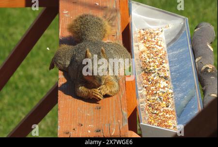 Funny Eastern Fox Squirrel (Sciurus niger) sprawled on a deck railing eating a peanut, beside a bird feeder in Montana Stock Photo