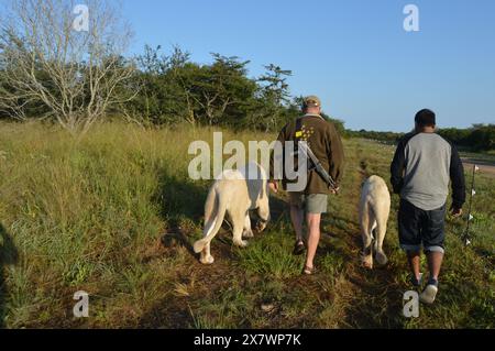 Walking with the lions activity in Hoedspruit near Kruger national park alongside a ranger Stock Photo