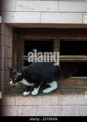 Cats in the basement window. Animals want to eat. Cautious and timid ...