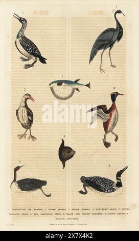 Demoiselle crane of Numidia, Grus virgo 1, Oceanic puffer, Lagocephalus lagocephalus 2, ocean sunfish, Mola mola 3, northern diver, Gavia immer 4, black-throated loon, Gavia arctica 5, red-throated loon, Gavia stellata 6, black and white dobchick, Tachybaptus ruficollis 7, and horned grebe, Podiceps auritus 8. Handcoloured copperplate engraving by Moses Harris from William Frederic Martyn’s A New Dictionary of Natural History, Harrison, London, 1785. Pseudonym of William Fordyce Mavor, Scottish priest, teacher and writer, 1758-1837. Stock Photo