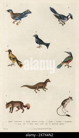 Indian grey mongoose, Urva edwardsii 1, Audubon's oriole, Icterus graduacauda 2, Arctic fox, Vulpes lagopus 3, blue-black grassquit, Volatinia jacarina 4, rufous-tailed jacamar, Galbula ruficauda 5, blue jay, Cyanocitta cristata 6, Indian roller,  Coracias benghalensis 7, and Egyptian jerboa, Jaculus orientalis 8. Handcoloured copperplate engraving by Moses Harris from William Frederic Martyn’s A New Dictionary of Natural History, Harrison, London, 1785. Pseudonym of William Fordyce Mavor, Scottish priest, teacher and writer, 1758-1837. Stock Photo