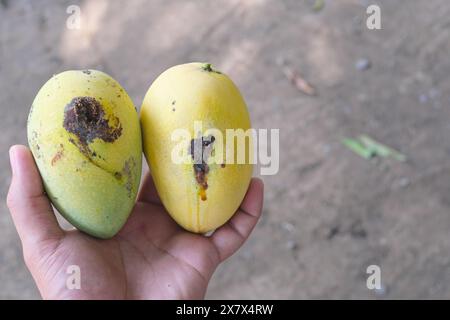 Closeup a ripe Philippine mango damaged by fruit fly Stock Photo - Alamy