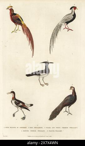 Unknown species of bustard of Luzon 1, grey phalarope, Phalaropus fulicarius 2, silver pheasant, Lophura nycthemera 3, golden pheasant, Chrysolophus pictus 4, and grey peacock-pheasant, Polyplectron bicalcaratum 5. Handcoloured copperplate engraving by Moses Harris from William Frederic Martyn’s A New Dictionary of Natural History, Harrison, London, 1785. Pseudonym of William Fordyce Mavor, Scottish priest, teacher and writer, 1758-1837. Stock Photo