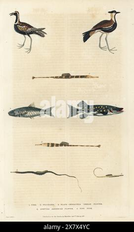 European pilchard, Sardina pilchardus, is a species of ray-finned