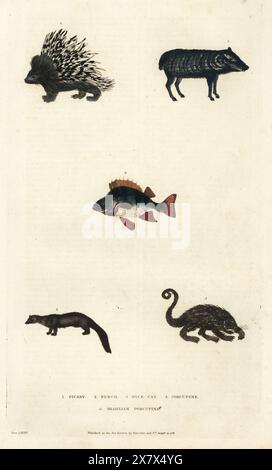 White-lipped peccary, Tayassu pecari Picary 1, European perch, Perca fluviatilis 2, European polecat, Mustela putorius pole-cat 3, crested porcupine, Hystrix cristata 4, and Brazilian porcupine, Coendou prehensilis 5. Handcoloured copperplate engraving by Moses Harris from William Frederic Martyn’s A New Dictionary of Natural History, Harrison, London, 1785. Pseudonym of William Fordyce Mavor, Scottish priest, teacher and writer, 1758-1837. Stock Photo