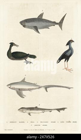 Antique Original Natural History Hand Colored Engraving - Birds 2024 and Sharks