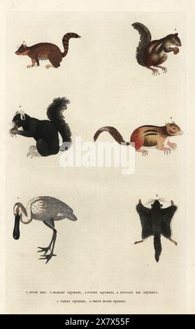 Eurasian spoonbill, Platalea leucorodia 1, Barbary ground squirrel, Atlantoxerus getulus 2, southern flying squirrel, Glaucomys volans 3, American red squirrel, Tamiasciurus hudsonicus 4, eastern chipmunk, Tamias striatus 5, and fox squirrel, Sciurus niger 6. Handcoloured copperplate engraving by Moses Harris from William Frederic Martyn’s A New Dictionary of Natural History, Harrison, London, 1785. Pseudonym of William Fordyce Mavor, Scottish priest, teacher and writer, 1758-1837. Stock Photo