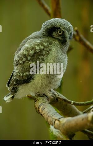 Portrait of young northern hawk owl (Surnia ulula) in birch forest closeup. Vertically. Stock Photo