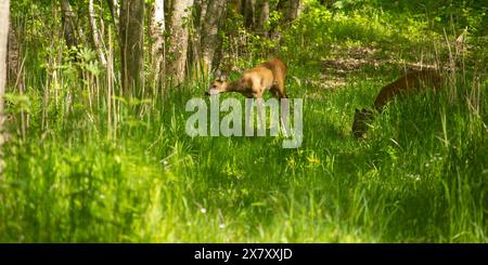 The European roe deer (Capreolus capreolus) stands on the grass. Young roe deer on green grass with green background. Stock Photo