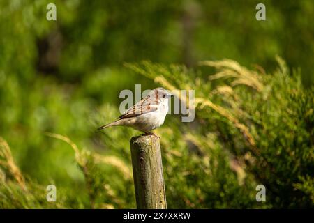 tree sparrow perched on a wooden post colorful spring photo Stock Photo