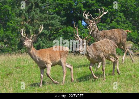 Three red deer stags of different age run down from the forest to a wallowing pond. Cervus elaphus Alps, Tyrol, Aurach, Austria Stock Photo
