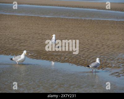 Three seagulls walking on the beach, two standing in the water, one on the sand, squabbling seagulls on a beach of the north sea at low tide, larinae, Stock Photo