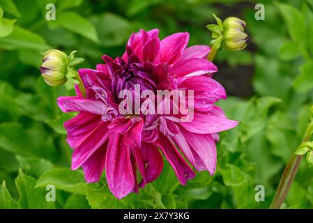 A purple flower in the centre, surrounded by green leaves and buds, dahlia flower in different colours in a garden, legden, germany Stock Photo