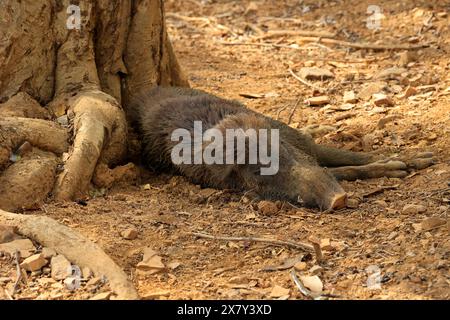 The stunning wildlife of Ranthambore National Park India Stock Photo