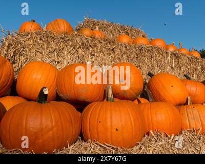 Big orange pumpkins on straw bales under a blue sky, many orange pumpkins at harvest time, borken, germany Stock Photo
