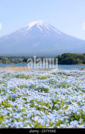 blossom-of-nemophila-or-baby-