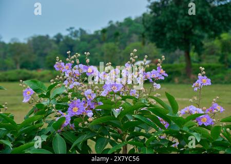 Queen Crepe Myrtle flowers Stock Photo