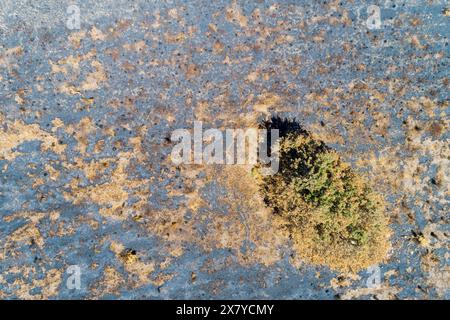 aerial top view of a burnt pine forest after a forest fire Stock Photo ...