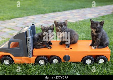 3 cute dark brown kittens sit on the trailer of a toy dump truck Stock Photo