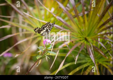 A Citrus Swallowtail (Papilio demodocus) resting on a plant, sunny day in Uganda Stock Photo