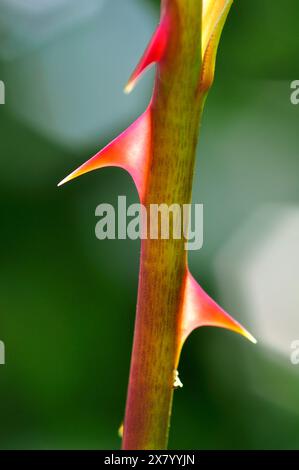 Rosa Thorn, Close Up. Stock Photo