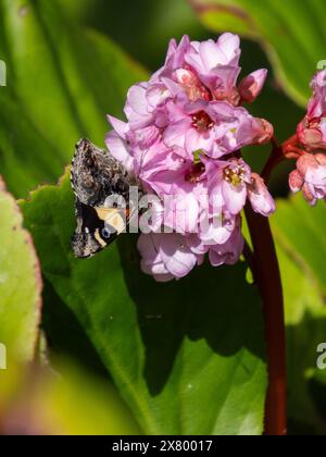 Vertical image of yellow admiral butterfly (Vanessa itea) with wings closed. It is feeding on a cluster of pink bergenia flowers. Stock Photo