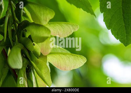 Close-up of green maple seeds in a cluster on a tree Stock Photo