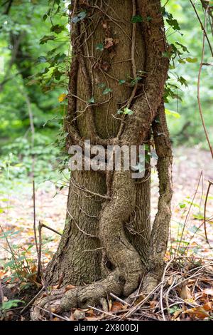 A large ivy vine on a tree trunk in the forest Stock Photo