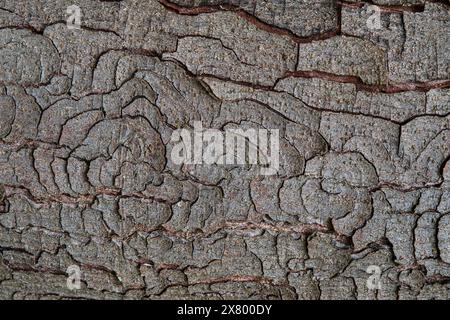 Close-up of the bark of the trunk of a chestnut Stock Photo