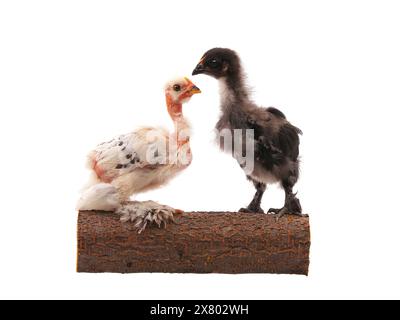 Two black and white chickens on a log isolated on white Stock Photo