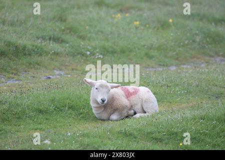 Flintshire, North Wales UK. UK Weather. 22nd May 2024, severe weather warning in place over North Wales with a Met Office Amber Warning for rain issued, Flintshire and North Wales.  A very wet lamb tries to keep warm as the Met Office Amber Warning for rain begins to fall over Halkyn Mountain, Flintshire ©DGDImages/Alamy Live News Stock Photo