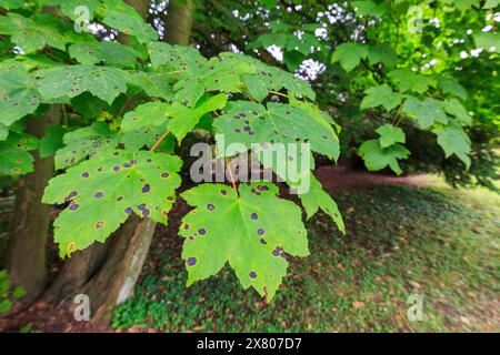 Sycamore leaves with tar spot disease caused by the fungus Rhytisma acerinum, Witley Court, Worcestershire, England, UK Stock Photo