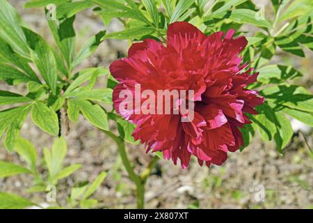 red suffruticosa peony in full bloom, Paeonia suffruticosa, Paeoniaceae Stock Photo