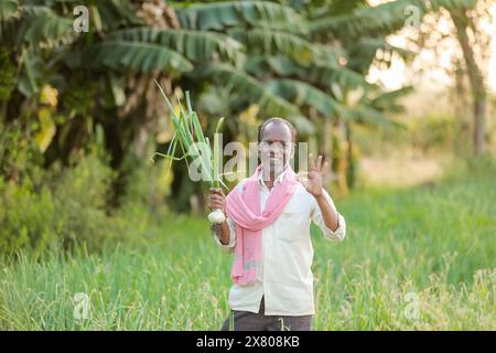 Indian farmer holding onion plant in onion farm Stock Photo