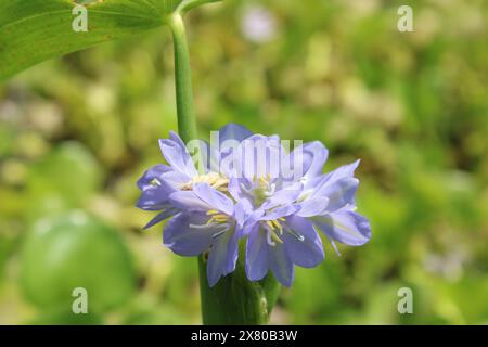 'Common Water Hyacinth' blooms in the reservoir. Stock Photo