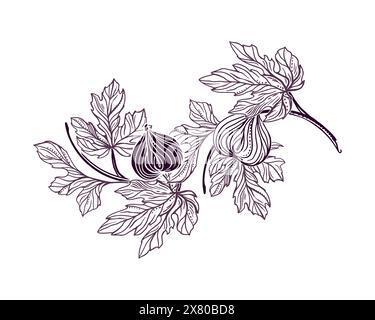 Figs Twig with leaves and fruits. Vector illustration in graphic style. For cards, invitations, food and cosmetic labels, covers, menus, banners, post Stock Vector