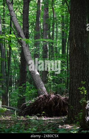 Fallen trunk of a tree with roots in summer forest . Vertical shot Stock Photo