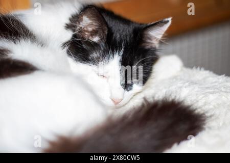 A domestic shorthaired black and white Cat, a member of the Felidae family, is peacefully sleeping on a soft white blanket, showcasing its whiskers, s Stock Photo