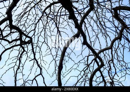 The leafless drooping branches of Ulmus glabra ‘Camperdownii’ Weeping Wych Elm in Trenance Gardens in Newquay in Cornwall in the UK. Stock Photo