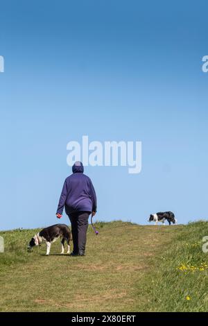 A dog walker and two Border Collie dogs walking along the edge of a field on West pentire in Newquay in Cornwall in the UK. Stock Photo