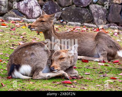 Peaceful sleep of a young female sika deer (Cervus nippon) in Nara, Japan. Stock Photo