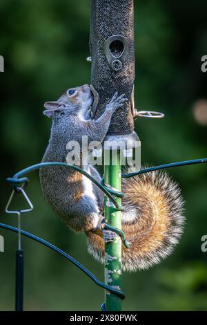 A grey squirrel eating sunflower seeds from a bird feeder in a Sussex garden Stock Photo